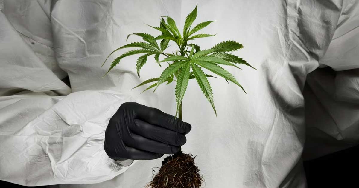 Oorsprong van cannabinoïden