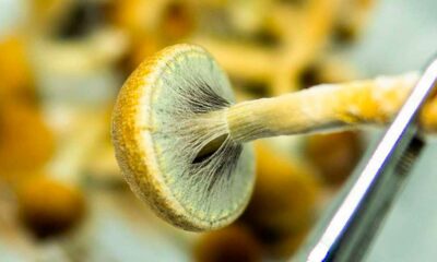 Productie van psychedelica in de VS in 2026