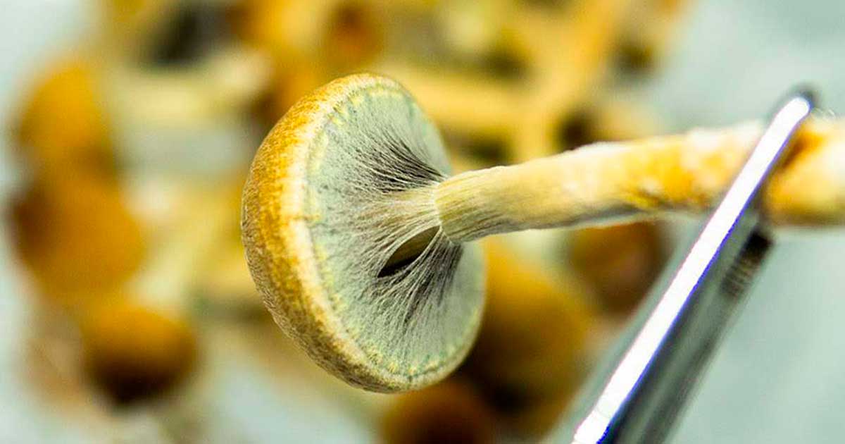 Productie van psychedelica in de VS in 2026