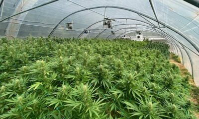 Frankrijk offert zijn CBD-sector op