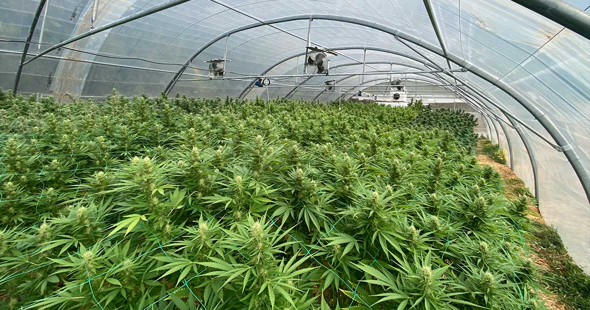 Frankrijk offert zijn CBD-sector op