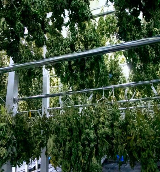 Einde van het monopolie van Bedrocan