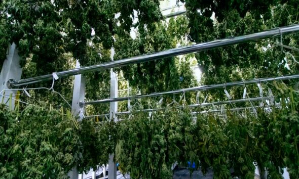 Einde van het monopolie van Bedrocan