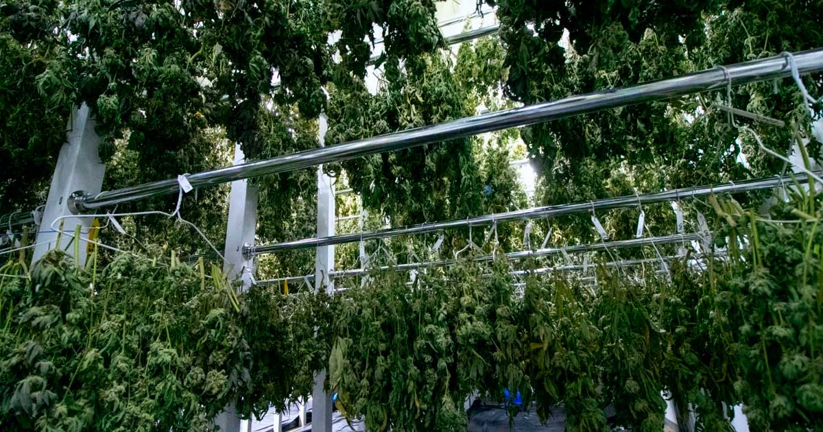 Einde van het monopolie van Bedrocan