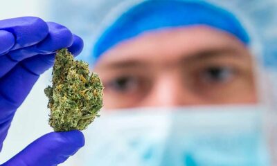 Onderzoek naar de bestraling van cannabis