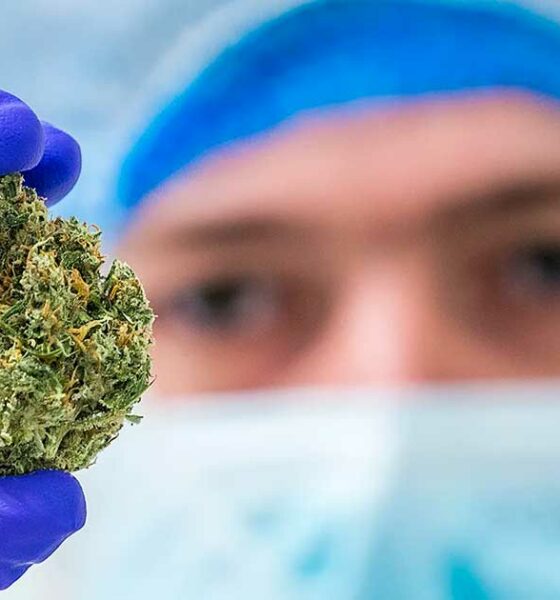 Onderzoek naar de bestraling van cannabis