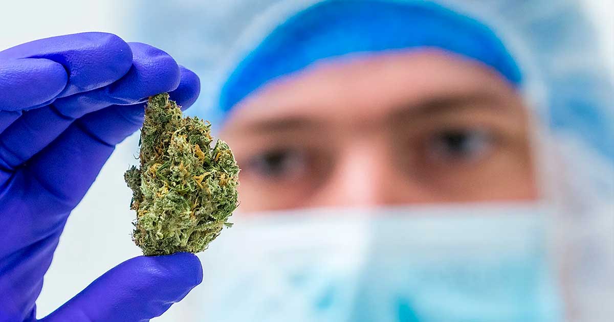 Onderzoek naar de bestraling van cannabis