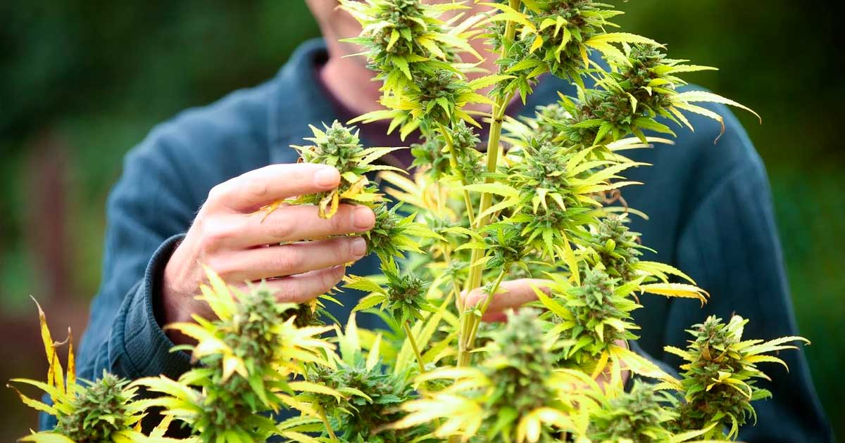 Succesvolle legalisering van cannabis in Frankrijk