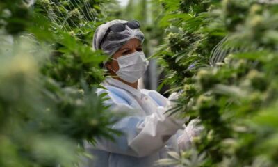 Legale cannabismarkt in Uruguay in 2025