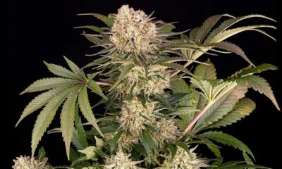 AK-47 van Barney's boerderij