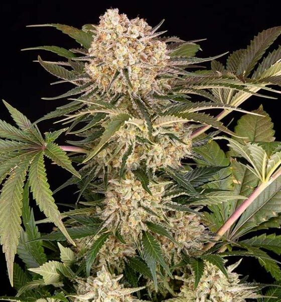 AK-47 van Barney's boerderij