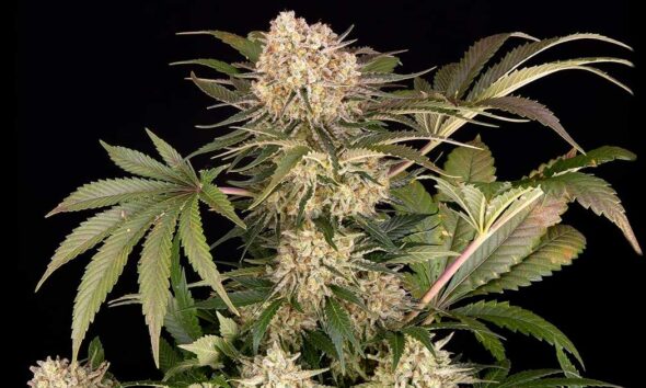 AK-47 van Barney's boerderij