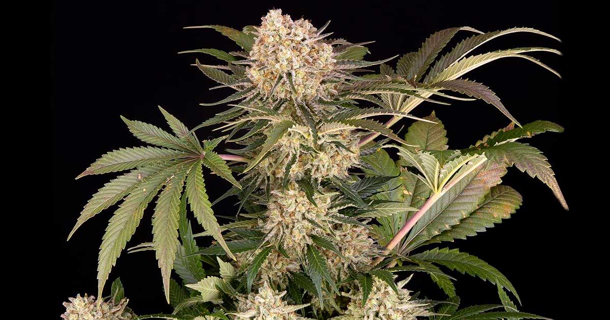 AK-47 van Barney's boerderij