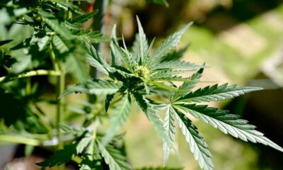 Tijdschema voor medicinale cannabis in Frankrijk