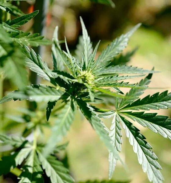 Tijdschema voor medicinale cannabis in Frankrijk