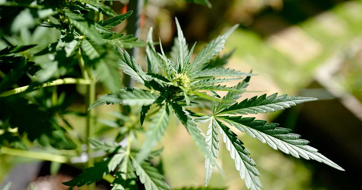 Tijdschema voor medicinale cannabis in Frankrijk