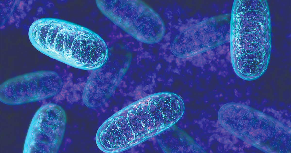 CBD en zijn werking op mitochondriën