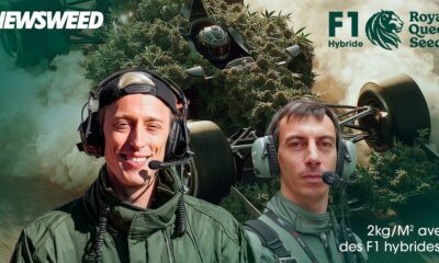 F1 Hybride door Royal Queen Seeds