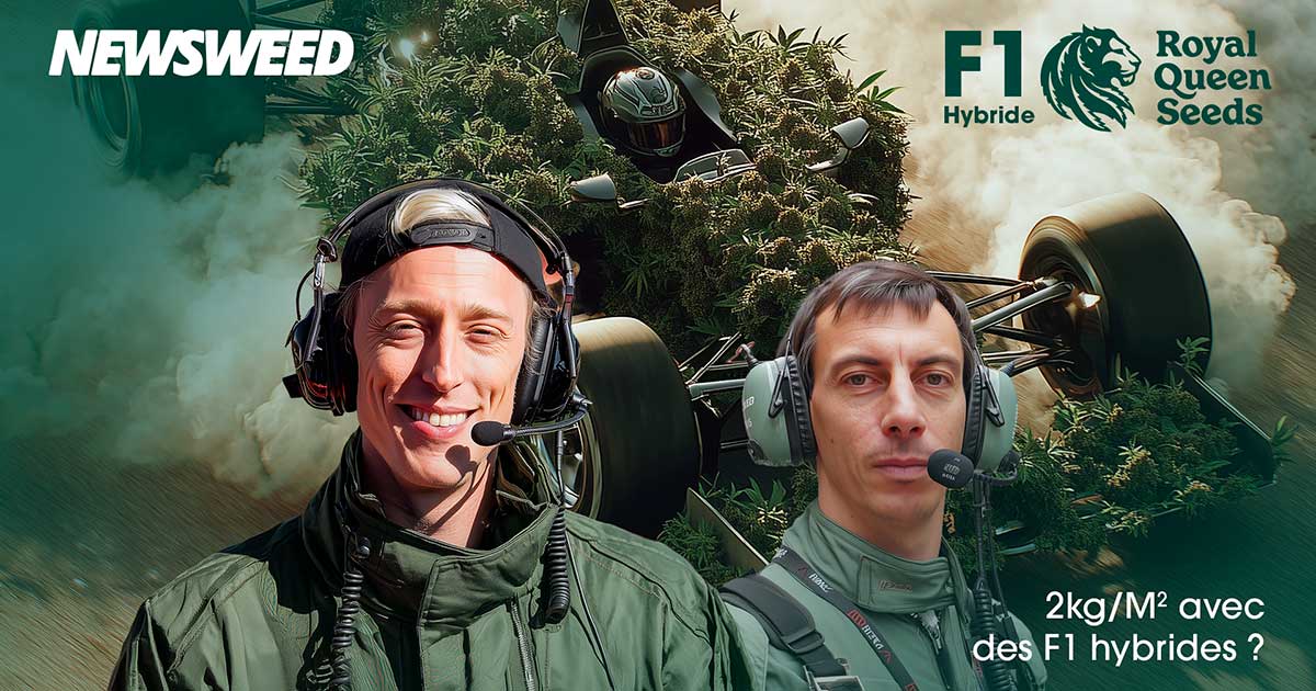 F1 Hybride door Royal Queen Seeds