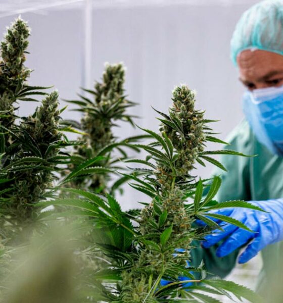 Vergoeding van medicinale cannabis in Frankrijk