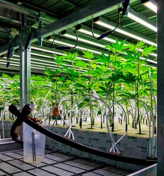 Medicinale cannabis in Duitsland in 2025