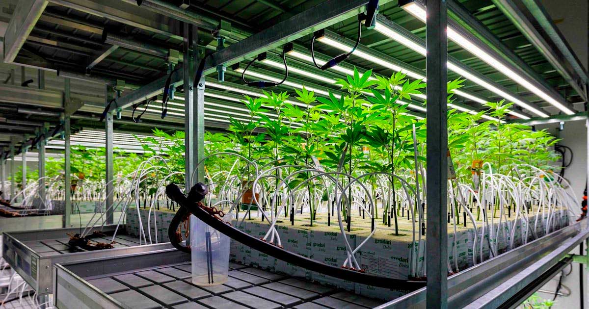 Medicinale cannabis in Duitsland in 2025