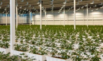 Aurora Medicinale cannabis