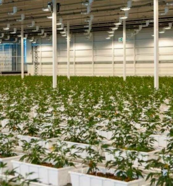 Aurora Medicinale cannabis