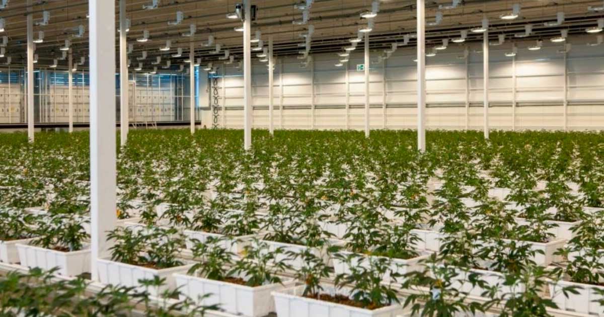 Aurora Medicinale cannabis