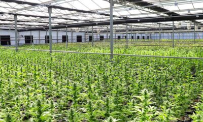 Vraag naar medicinale cannabis in Nieuw-Zeeland