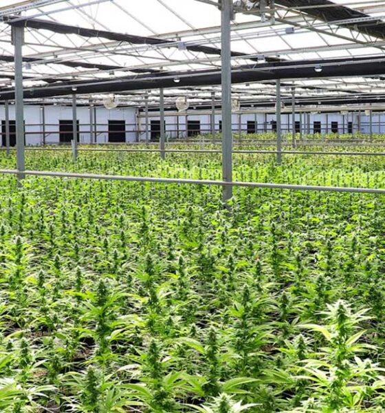 Vraag naar medicinale cannabis in Nieuw-Zeeland