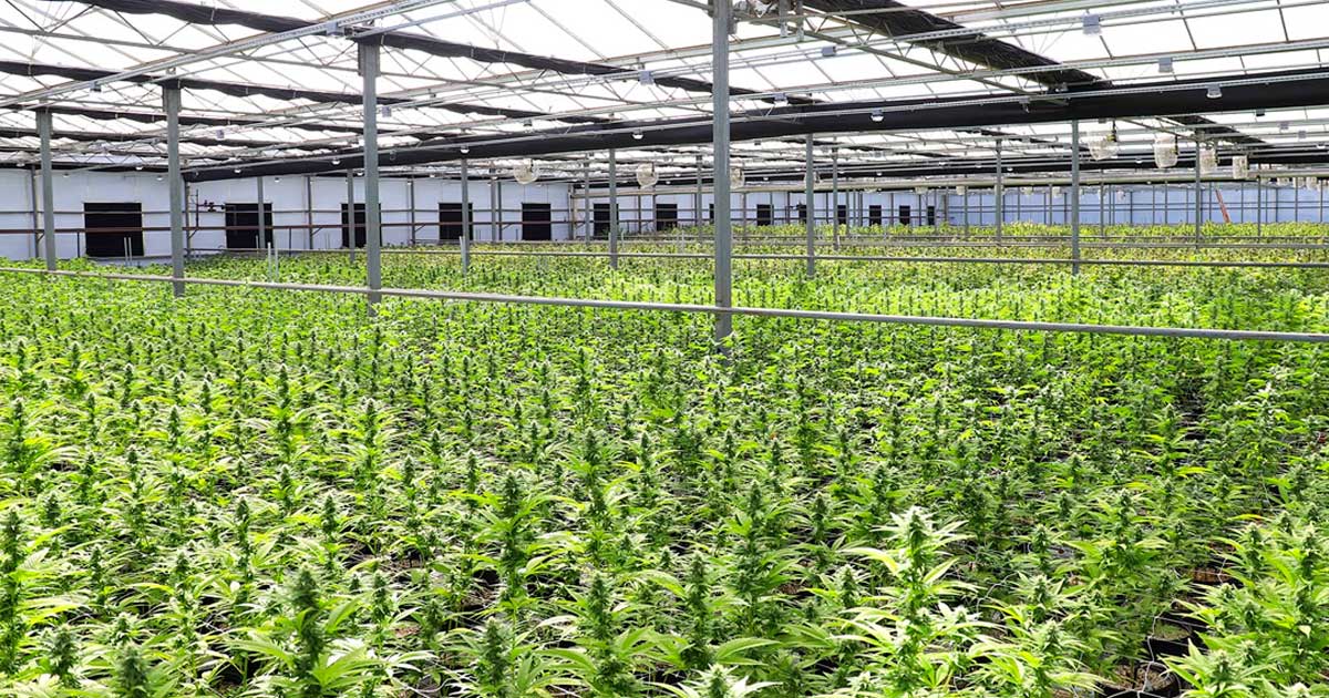 Vraag naar medicinale cannabis in Nieuw-Zeeland