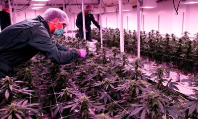 Cannabisvergunningen in Noord-Macedonië