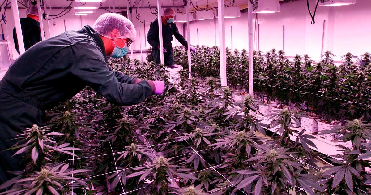 Cannabisvergunningen in Noord-Macedonië