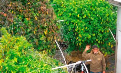 Is de vegetatieve fase van cannabis onnodig?