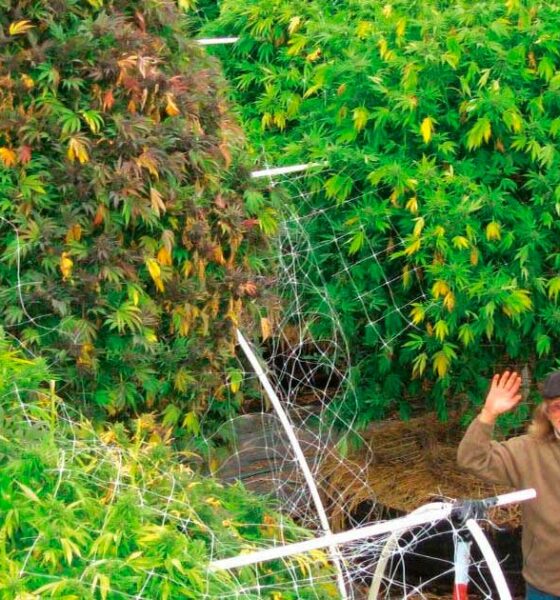 Is de vegetatieve fase van cannabis onnodig?