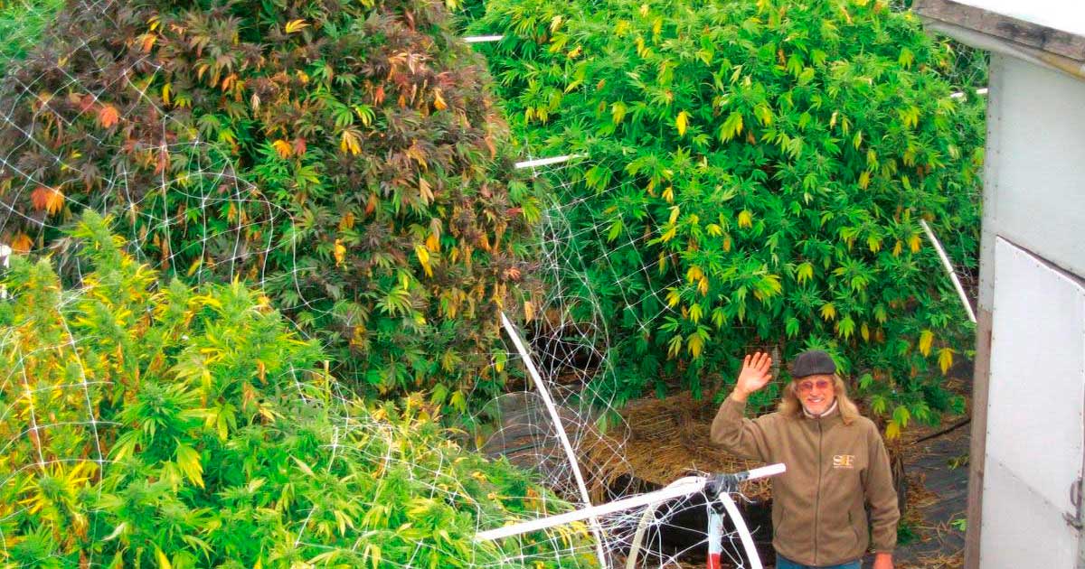 Is de vegetatieve fase van cannabis onnodig?