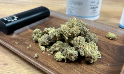 Medicinaal cannabisprogramma mislukt in Ierland