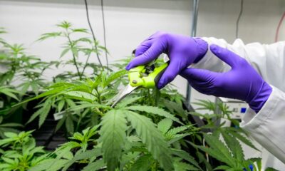 Medicinale cannabis legaal in Frankrijk