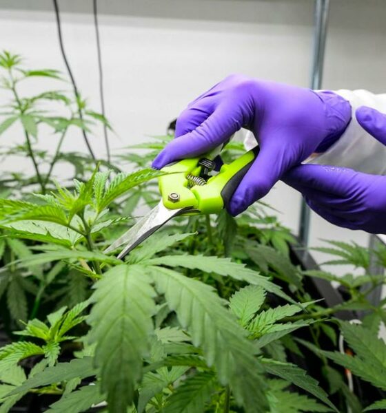 Medicinale cannabis legaal in Frankrijk