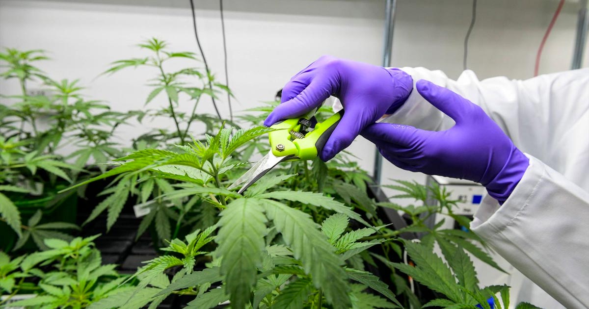 Medicinale cannabis legaal in Frankrijk