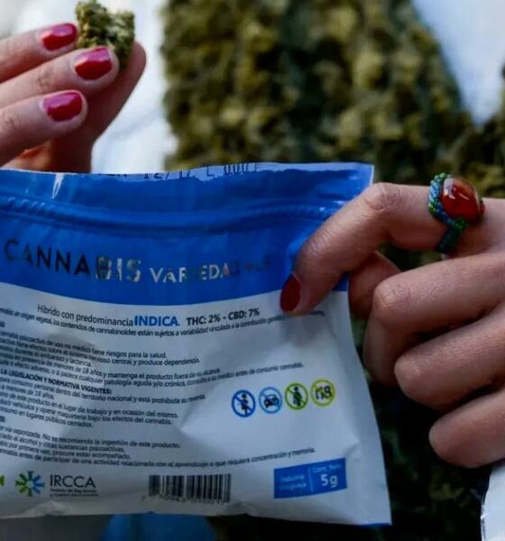 Grijze cannabismarkt in Uruguay