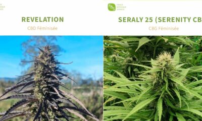 CBD en CBG hennepvariëteiten in de Franse catalogus