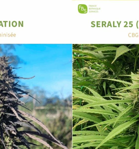 CBD en CBG hennepvariëteiten in de Franse catalogus