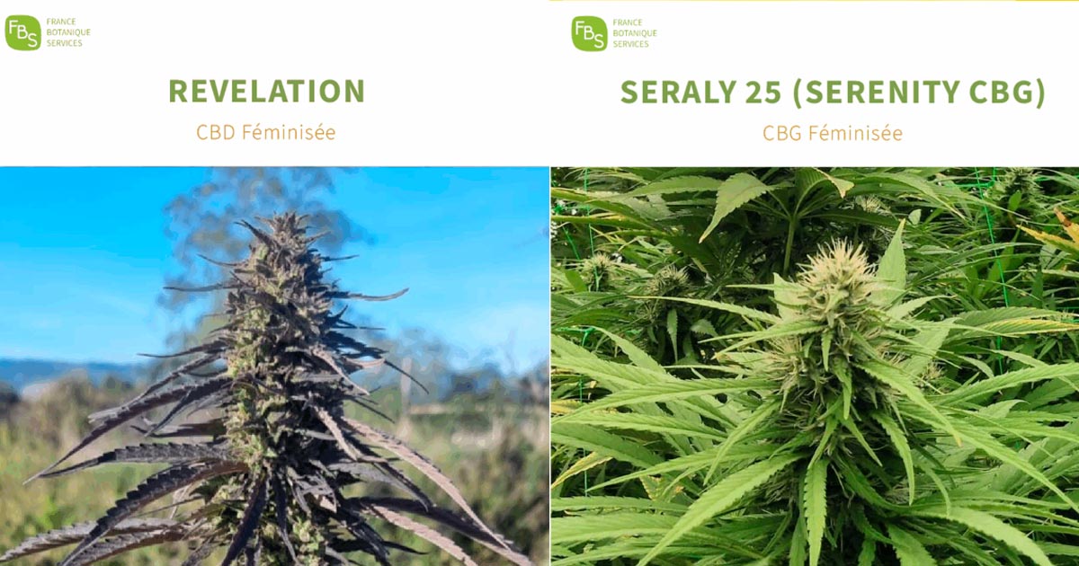 CBD en CBG hennepvariëteiten in de Franse catalogus