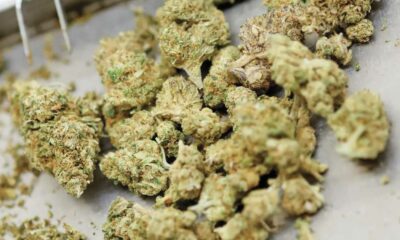Canada blijft Duitslands belangrijkste leverancier van medicinale cannabis