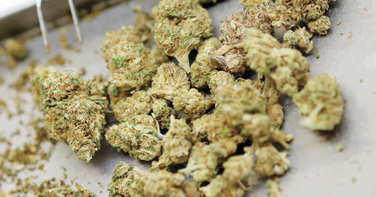 Canada blijft Duitslands belangrijkste leverancier van medicinale cannabis