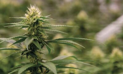 Colombia herintroduceert legalisering cannabis