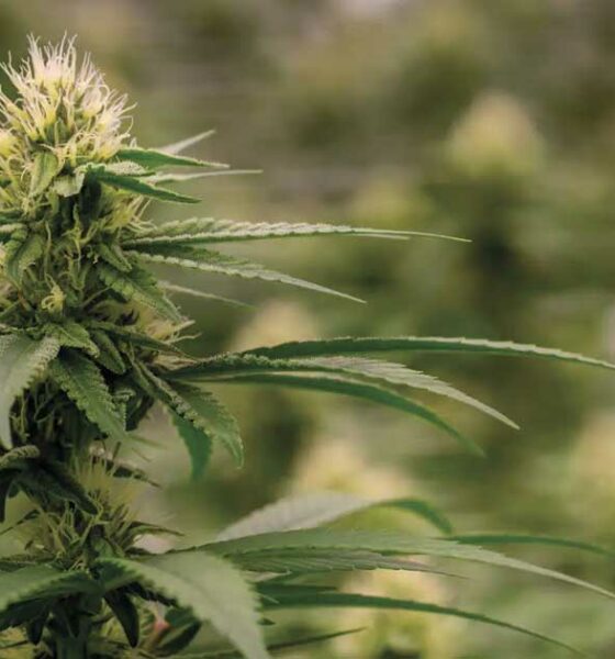 Colombia herintroduceert legalisering cannabis