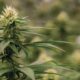 Colombia herintroduceert legalisering cannabis